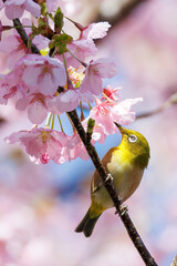 美しい河津桜の間を飛び回って花の蜜を吸う可愛いシチトウメジロ（メジロ科）。
伊豆諸島の固有種である。
英名学名：White-eye(stejnegeri), Zosterops japonicus stejnegeri

東京都伊豆諸島八丈島-2025年
