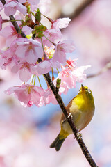 美しい河津桜の間を飛び回って花の蜜を吸う可愛いシチトウメジロ（メジロ科）。
伊豆諸島の固有種である。
英名学名：White-eye(stejnegeri), Zosterops japonicus stejnegeri

東京都伊豆諸島八丈島-2025年
