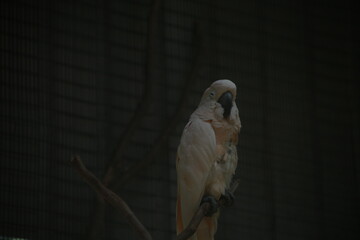 White Cockatoo Perched on a Branch in Low Light