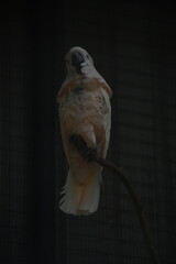 White Cockatoo Perched on a Branch in Low Light