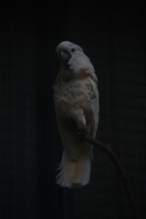 White Cockatoo Perched on a Branch in Low Light