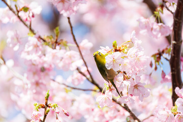 美しい河津桜の間を飛び回って花の蜜を吸う可愛いシチトウメジロ（メジロ科）。
伊豆諸島の固有種である。
英名学名：White-eye(stejnegeri), Zosterops japonicus stejnegeri

東京都伊豆諸島八丈島-2025年
