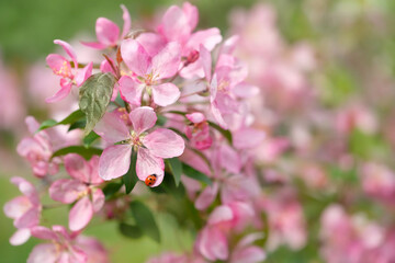 Pink plum flowers and ladybug close up in spring garden. blooming gentle apple flowers, natural background. beautiful blossoming spring season. template for design. 
