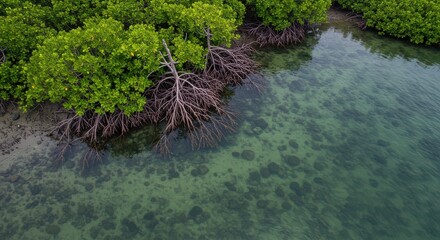 Mangrove Trees Beside Clear Water with Exposed Roots and Rocks