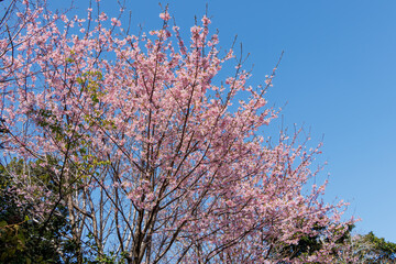 美しい河津桜の間を飛び回って花の蜜を吸う可愛いシチトウメジロ（メジロ科）。
伊豆諸島の固有種である。
英名学名：White-eye(stejnegeri), Zosterops japonicus stejnegeri

東京都伊豆諸島八丈島-2025年
