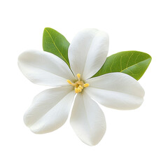 white gardenia flower isolated on white background
