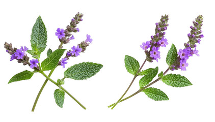 verbena flower: two sprigs isolated on transparent background.