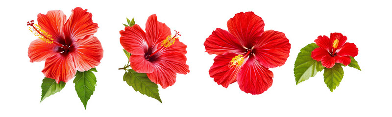 red hibiscus flowers isolated on white background