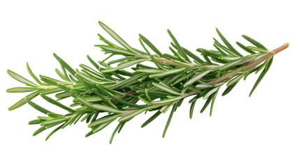 Fototapeta premium Fresh rosemary sprig showcases vibrant green hues ideal for culinary creations