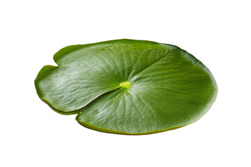 Fototapeta premium Leafy green plant with a small green bud, isolated