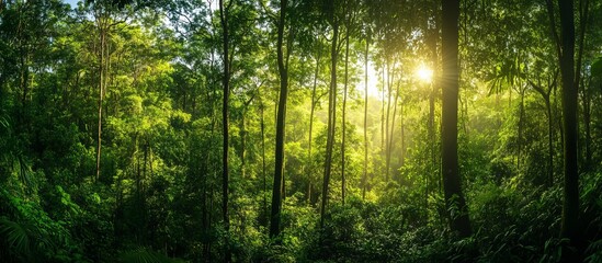 Lush Jungle Canopy in the Clouds – Rainforest Landscape Wallpaper