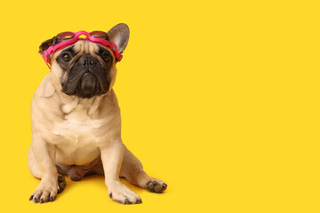 Cute French bulldog with swimming glasses on yellow background