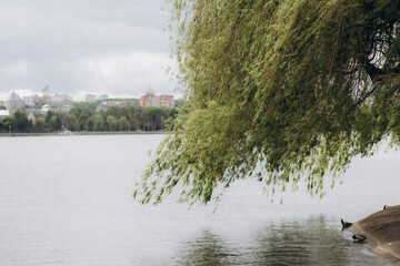 Serene Riverbank Scene Featuring Weeping Willow and Peaceful Urban Skyline