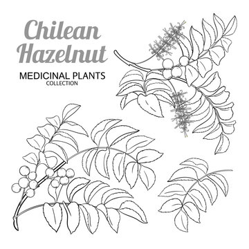 Chilean Hazelnut Branch with Flowers, Berries and Leaves Outline Illustration. Vector isolated for design or decoration.