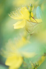 ビヨウヤナギのアップ2