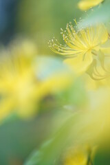 ビヨウヤナギのアップ3