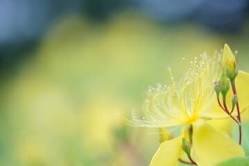 ビヨウヤナギのアップ5