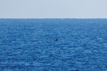 Obraz premium 陸から見えたザトウクジラ（ナガスクジラ科）の群れが泳ぐ様子。 英名学名：Humpback Whale, Megaptera novaeangliae 観光協会主催の、バスで島を巡り、ザトウクジラを捜すホエールウォッチングバスツアー。 東京都伊豆諸島八丈島-2025年 