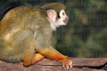 Regard du singe écureuil
