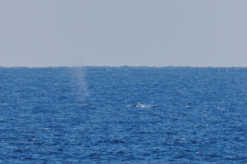 陸から見えたザトウクジラ（ナガスクジラ科）の群れが泳ぐ様子。
英名学名：Humpback Whale, Megaptera novaeangliae
観光協会主催の、バスで島を巡り、ザトウクジラを捜すホエールウォッチングバスツアー。
東京都伊豆諸島八丈島-2025年
