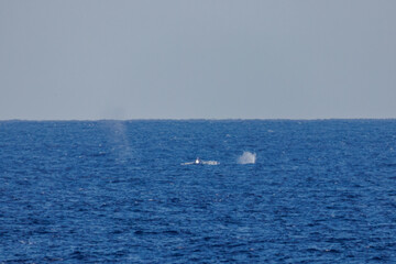 Obraz premium 陸から見えたザトウクジラ（ナガスクジラ科）の群れが泳ぐ様子。 英名学名：Humpback Whale, Megaptera novaeangliae 観光協会主催の、バスで島を巡り、ザトウクジラを捜すホエールウォッチングバスツアー。 東京都伊豆諸島八丈島-2025年 