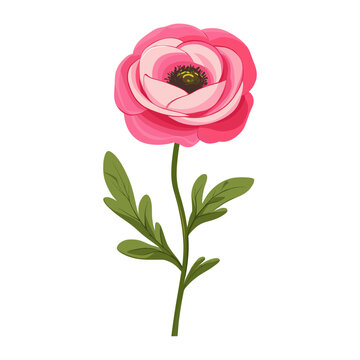 recommend clip art: A ranunculus flower clip art illustration petals design vector