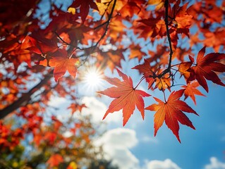 Autumn leaves dance maple tree in full bloom nature photography sunny day close-up view vibrant colors for tranquility