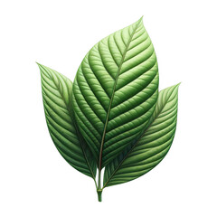 Kratom plant isolated on transparent background