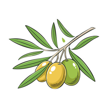 olive branch with green and yellow olives clip art preview