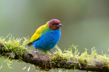 The bay-headed tanager, Tangara gyrola, is a medium-sized passerine bird.