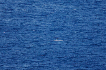 Obraz premium 陸から見えたザトウクジラ（ナガスクジラ科）の群れが泳ぐ様子。 英名学名：Humpback Whale, Megaptera novaeangliae 観光協会主催の、バスで島を巡り、ザトウクジラを捜すホエールウォッチングバスツアー。 東京都伊豆諸島八丈島-2025年 