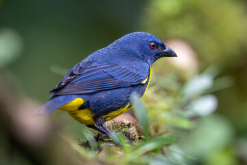 The blue-and-gold tanager, Bangsia arcaei, is a bird in the family Thraupidae
