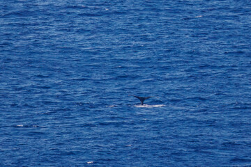 Fototapeta premium 陸から見えたザトウクジラ（ナガスクジラ科）の群れが泳ぐ様子。 英名学名：Humpback Whale, Megaptera novaeangliae 観光協会主催の、バスで島を巡り、ザトウクジラを捜すホエールウォッチングバスツアー。 東京都伊豆諸島八丈島-2025年 