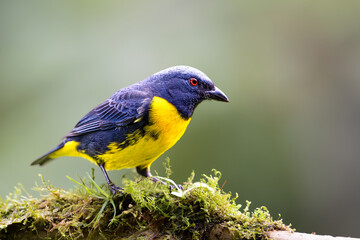 The blue-and-gold tanager, Bangsia arcaei, is a bird in the family Thraupidae
