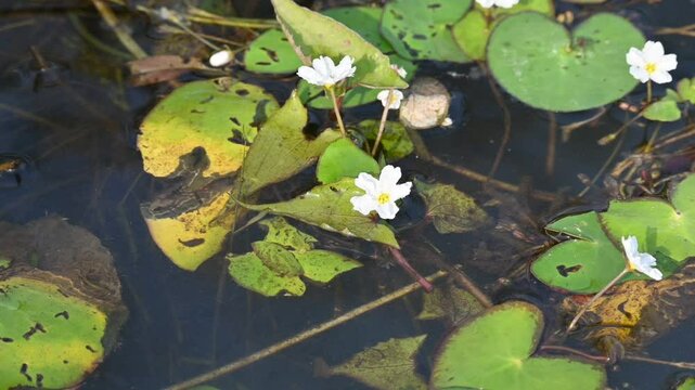 Nymphoides aquatica or banana lily. It &nbsp;is an aquatic plant in the&nbsp;Menyanthaceae. This is common names water&nbsp;banana plant, banana lily,&nbsp;and the&nbsp;big floatingheart. Slow motion video. 