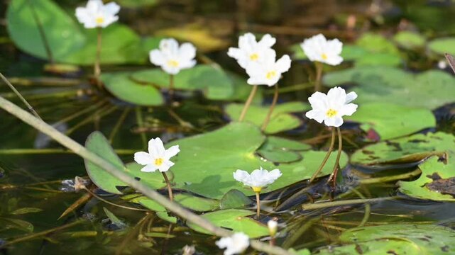 Nymphoides aquatica or banana lily. It &nbsp;is an aquatic plant in the&nbsp;Menyanthaceae. This is common names water&nbsp;banana plant, banana lily,&nbsp;and the&nbsp;big floatingheart. Slow motion video. 