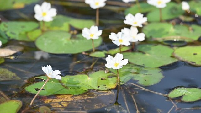 Nymphoides aquatica or banana lily. It &nbsp;is an aquatic plant in the&nbsp;Menyanthaceae. This is common names water&nbsp;banana plant, banana lily,&nbsp;and the&nbsp;big floatingheart. Slow motion video. 