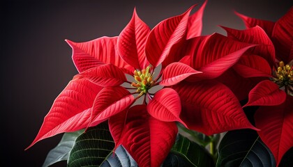 red poinsettia or christmas flower on a dark background