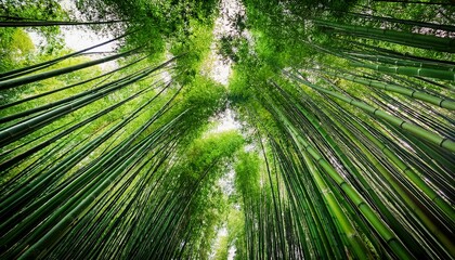 Fototapeta premium green bamboo forest as panorama texture