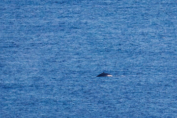 Fototapeta premium 陸から見えたザトウクジラ（ナガスクジラ科）の群れが泳ぐ様子。 英名学名：Humpback Whale, Megaptera novaeangliae 観光協会主催の、バスで島を巡り、ザトウクジラを捜すホエールウォッチングバスツアー。 東京都伊豆諸島八丈島-2025年 
