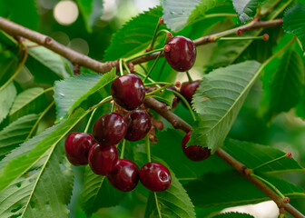 Czerwone wiśnie wiszące na gałązce z bliska © Paweł Kacperek