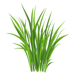 Green grass illustration plant leaf vector