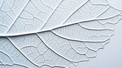 Obraz premium Close-up of a white leaf with a textured surface. the leaf appears to be made up of multiple layers of veins and ridges, creating a layered effect.