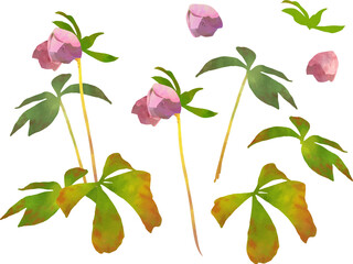 レンテンローズのイラスト素材　png