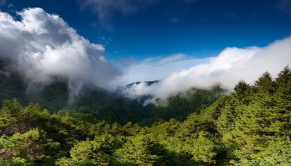 Obraz premium clouds in forest
