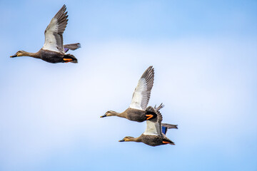 Eastern Spot-Billed Duck in flight on a blue sky and white cloud