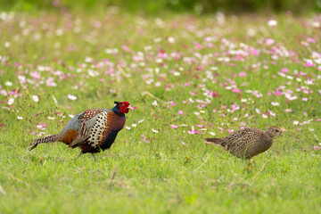 ring-necked pheasant male and female in a flower field