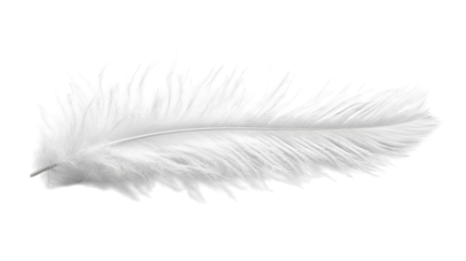 Soft white feather gracefully resting against a light background in a serene composition