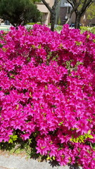 pink flowers in a garden