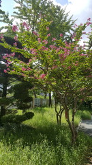 Obraz premium garden in spring